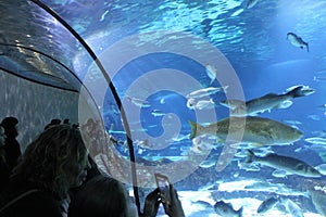 Under water in the Aquarium in Barcelona, Spain